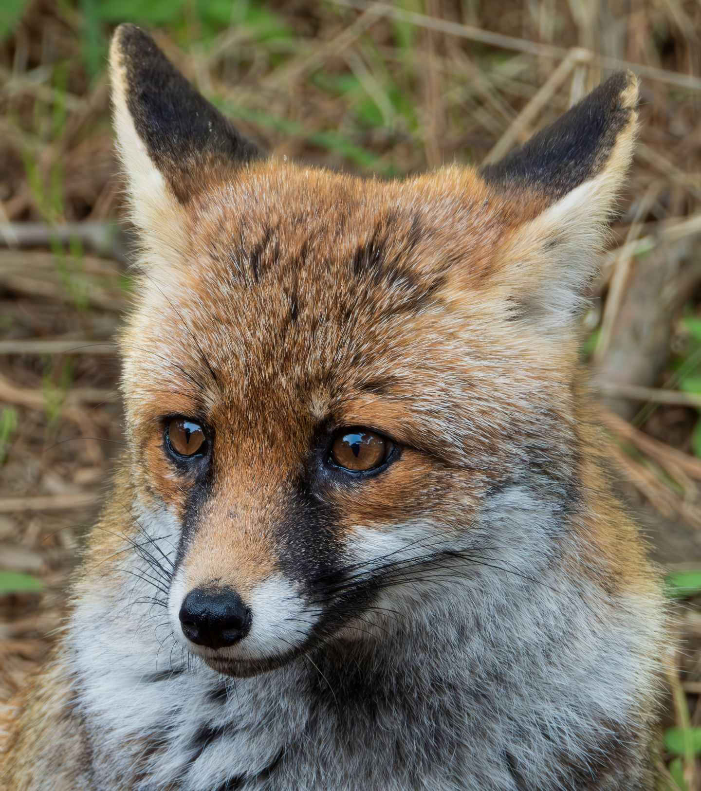 Fantastic Mr. Fox
